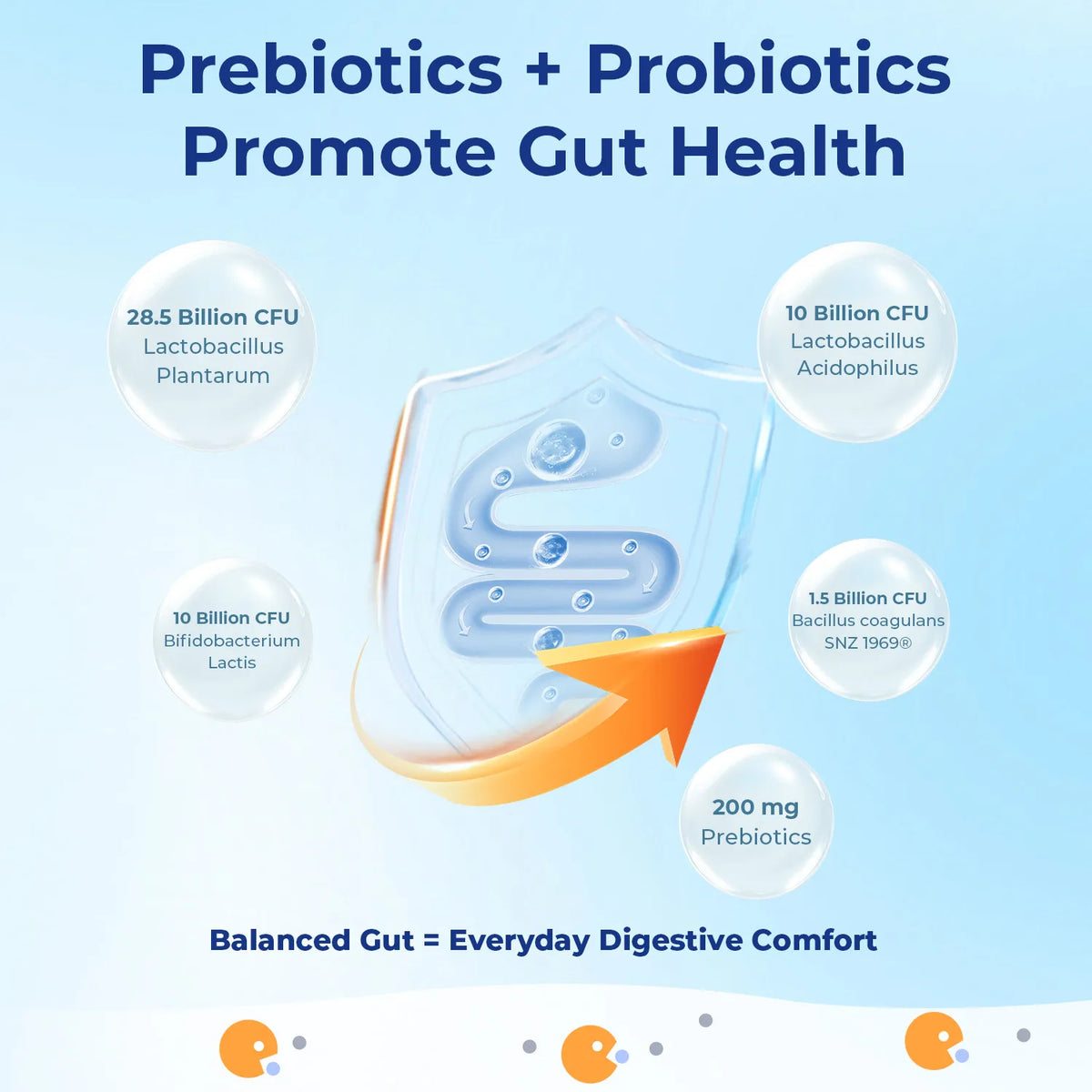 Gut Probiotics - Comprehensive Digestive Health Support